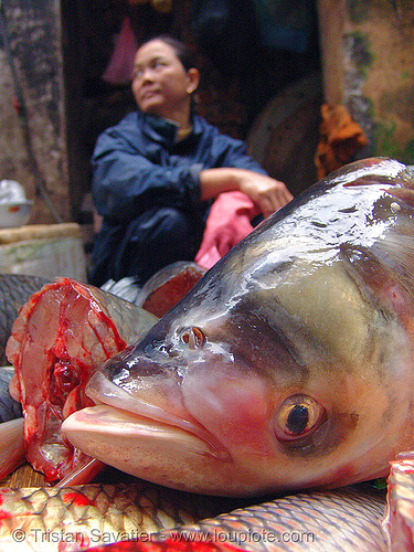 large fish head in fish market (vietnnam), asian woman, cho hang da market, dead fish, fish market, food, fresh fish, hanoi, merchant, phồ hàng da, raw fish, seafood, vendor