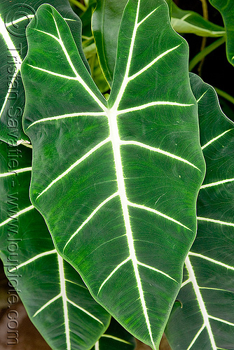 artificial fiddle leaf fig plant Faux Fiddle Leaf Fig Tree 5 feet