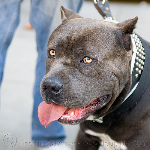 large pitbull dog, clear eyes, collar, dog, head, pit bull terrier, pitbull, yellow eyes