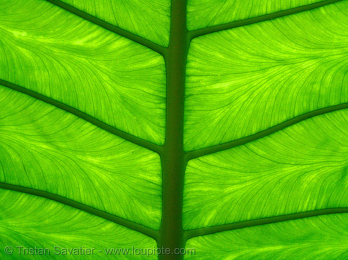 leaf veins closeup in backlight, cat ba island, cát bà, green leaf, leaf veins, plants