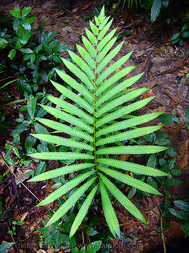 leaf - vietnam, cat ba island, cát bà, leaf, plants