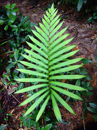 leaf - vietnam, cat ba island, cát bà, leaf, plants