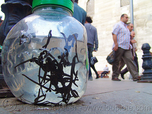 leeches in street market, hirudinea, hirudo medicinalis, hirudotherapy, istanbul, jar, leeches, men, sangsues, street market, sülük