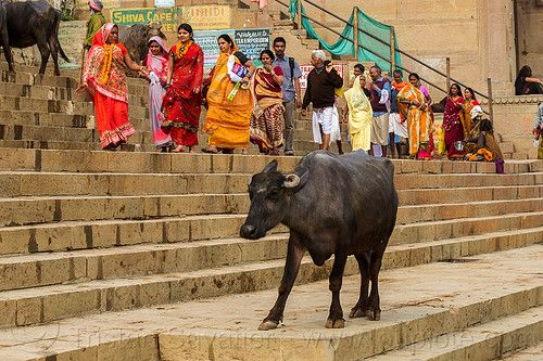 line of hindu pilgrims walking on the ghats of varanasi (india), ghats, line, row, steps, street cow, varanasi, walking, water buffalo