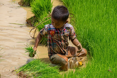 little boy transplanting rice in a flooded rice paddy, agriculture, boy, flooded paddies, flooded rice field, flooded rice paddy, kid, rice fields, rice nursery, rice paddies, rice paddy fields, terrace farming, terrace fields, terraced fields, transplanting rice, working