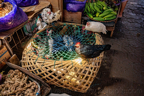 live chickens in rattan cage, bamboo cage, birds, chicken, poultry, tana toraja
