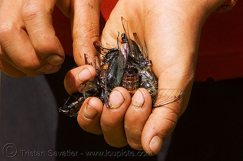 live cicadas in kid's hand, child, cicadas, hands, hintang archaeological park, hintang houamuang, insects, kid, san kong phanh