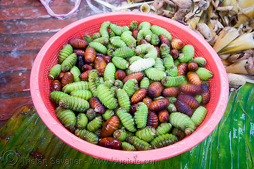 live insect larvas on the market, alive, edible bugs, edible insects, entomophagy, food, laos, larva, larvae, live, luang prabang, worms