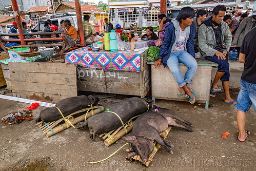 live pigs tied-up on bamboo crate for transport to the market, bolu market, man, pasar bolu, rantepao, tana toraja