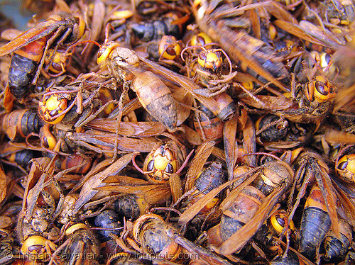 live wasps on the market - vietnam, cao bằng, edible bugs, edible insects, entomophagy, food, wasps