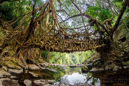 living root bridge in east khasi hills (india), banyan, east khasi hills, ficus elastica, footbridge, jingmaham, jungle, living bridges, living root bridge, mawlynnong, meghalaya, rain forest, river bed, rocks, roots, strangler fig, trees, wahthyllong