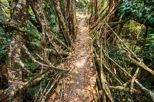 living root bridge in the east khasi hills (india), banyan, east khasi hills, ficus elastica, footbridge, jungle, living bridges, living root bridge, mawlynnong, meghalaya, rain forest, roots, strangler fig, trail, trees