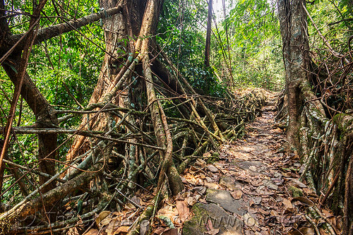 living root bridge in the jungle (india), banyan, east khasi hills, ficus elastica, footbridge, jungle, living bridges, living root bridge, mawlynnong, meghalaya, rain forest, roots, strangler fig, trail, trees