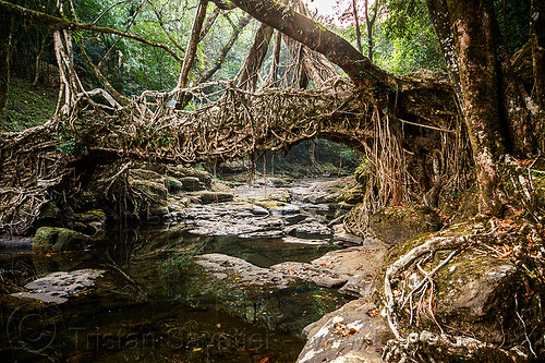 living root bridge near mawlynnong (india), banyan, east khasi hills, ficus elastica, footbridge, jingmaham, jungle, living bridges, living root bridge, mawlynnong, meghalaya, rain forest, river, roots, strangler fig, trees, wahthyllong