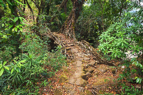 living root bridge over small stream near mawlynnong (india), banyan, east khasi hills, ficus elastica, footbridge, jungle, living bridges, living root bridge, mawlynnong, meghalaya, rain forest, roots, strangler fig, trail, trees