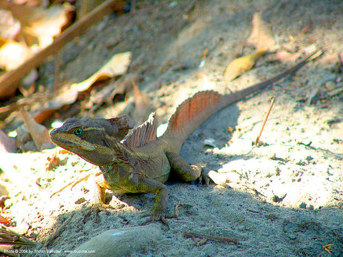 lizard - basilisk - basiliscus, basiliscus, basilisk, costa rica, lizard, reptilian