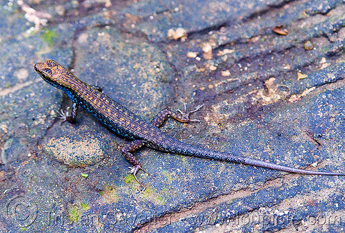 lizard - blue-throated litter skink (borneo), blue belly, blue-bellied, blue-throated, borneo, gunung mulu national park, litter skink, lizard, malaysia, sphenomorphus cyanolaemus, wildlife