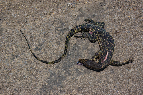 lizard roadkill - sulawesi island, dead, lizard, roadkill, wildlife