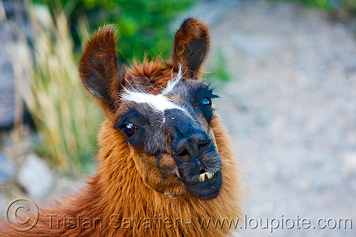 llama - close-up, argentina, head, lama glama, llama, noroeste argentino