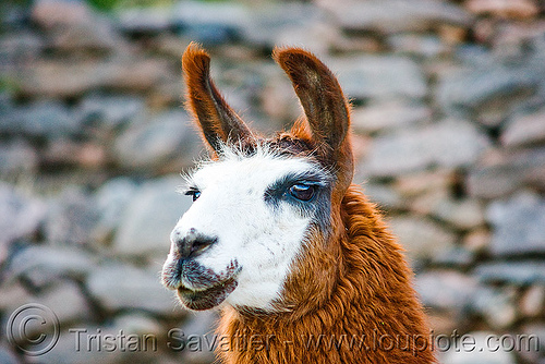 llama - close-up, argentina, head, lama glama, llama, noroeste argentino