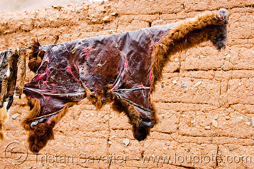 llama skin drying on line (argentina), abra el acay, acay pass, argentina, drying, line, noroeste argentino, skin, tanning, wool