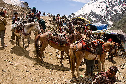 load bearers with their ponies - amarnath yatra (pilgrimage) - kashmir, amarnath yatra, crowd, glacier, hindu pilgrimage, horseback riding, horses, kashmir, kashmiris, load bearers, men, mountain trail, mountains, pilgrims, ponies, snow, wallahs