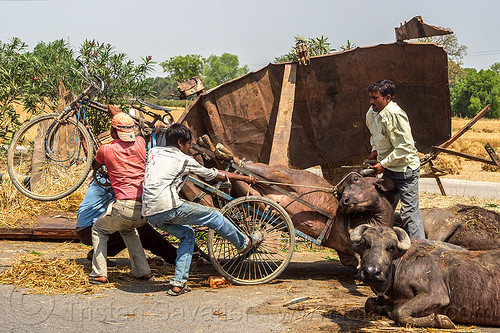 loading up on a tricycle a water buffalo injured in a traffic accident (india), accident, cows, crash, injured, laying, men, road, trike, water buffaloes