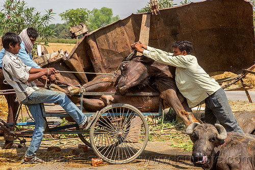 loading up on a tricycle a water buffalo injured in a traffic accident (india), accident, cargo tricycle, cows, crash, freight tricycle, hay, injured, laying, loading, men, road, rope, trike, tying, water buffaloes