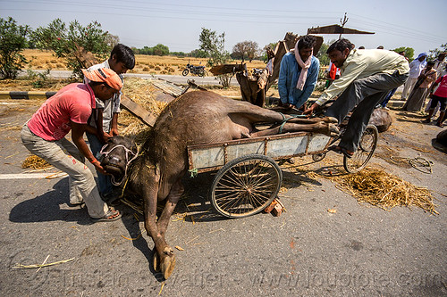 loading up on a tricycle the carcass of a water buffalo killed in a traffic accident (india), carcass, cargo tricycle, cow, crash, dead, freight tricycle, injured, laying, loading, men, road, rope, traffic accident, trike, truck accident, tying, water buffalo