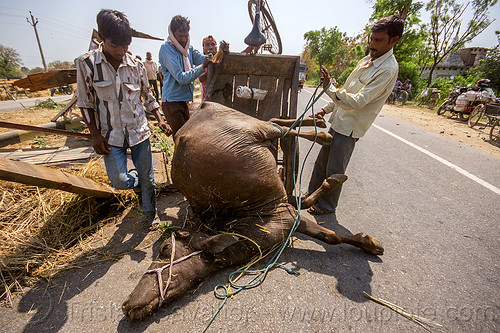 loading up on a tricycle the carcass of a water buffalo killed in a traffic accident (india), accident, carcass, cargo tricycle, cow, crash, dead, freight tricycle, hay, injured, laying, loading, men, road, rope, trike, tying, water buffalo