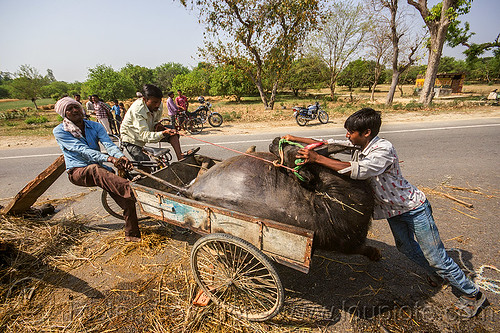 loading up on a tricycle the carcass of a water buffalo killed in a traffic accident (india), accident, carcass, cargo tricycle, cow, crash, dead, freight tricycle, hay, injured, laying, loading, men, road, rope, trike, tying, water buffalo