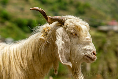 long-haired goat with goatee, capra aegagrus hircus, changthangi, goatee, herd, pashmina, wild goat, wildlife[an error occurred while processing this directive]