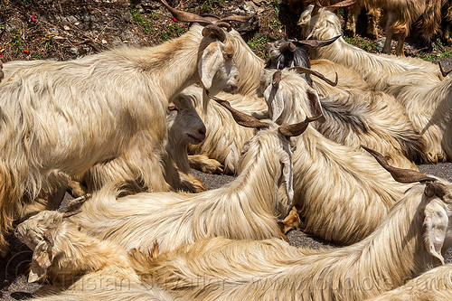 long-haired goats - himalayan goats, capra aegagrus hircus, changthangi, herd, laying down, pashmina, wild goats, wildlife
