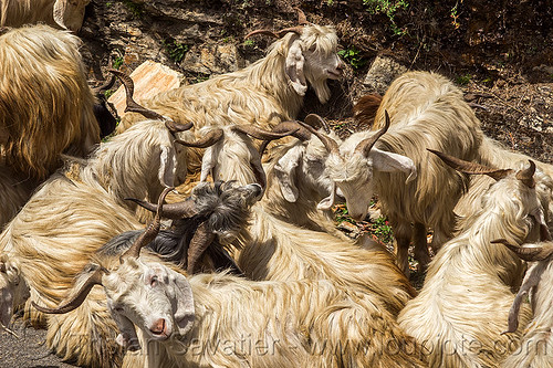 long-haired goats laying down - himalayan wild goats, capra aegagrus hircus, changthangi, herd, laying down, pashmina, wild goats, wildlife