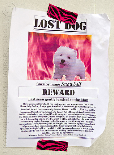lost dog - snowball - burning man 2013, burning man, lost dog, sign