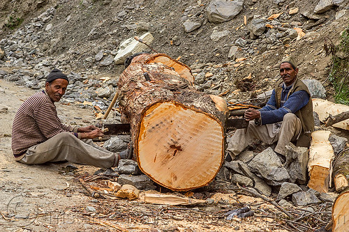 lumberjacks using a two-man crosscut saw (india), logging, lumberjacks, men, sawing, sitting, tree log, trunk, two-man crosscut saw, workers, working