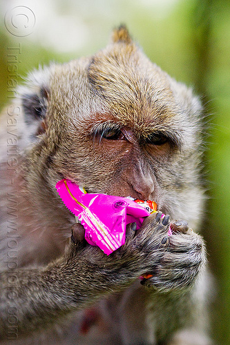 macaque monkey eating junk food, crab-eating macaque, junk food, macaca fascicularis, macaque monkey, plastic bag, plastic packaging, plastic trash, single use plastics, wild, wildlife