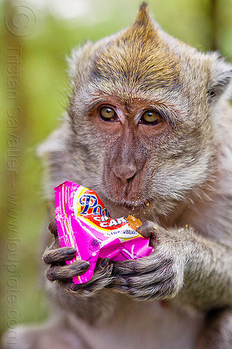 macaque monkey eating junk food, crab-eating macaque, junk food, macaca fascicularis, macaque monkey, plastic bag, plastic packaging, plastic trash, single use plastics, wild, wildlife