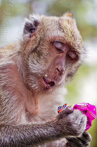 macaque monkey eating junk food, crab-eating macaque, crumbs, junk food, macaca fascicularis, macaque monkey, plastic bag, plastic packaging, plastic trash, single use plastics, wild, wildlife