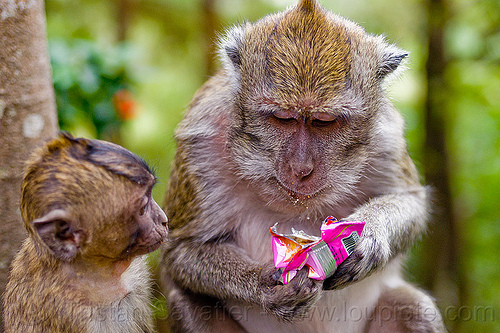 macaque monkey eating junk food, baby animal, crab-eating macaque, junk food, juvenile, learning, macaca fascicularis, macaque monkeys, macaques, monkey, plastic bag, plastic packaging, plastic trash, single use plastics, teaching, wild, wildlife