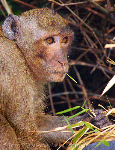 macaque monkey - vietnam, cat ba island, cát bà, eyes, halong bay, monkey, vietnam, wildlife