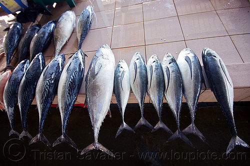 mackerel and tuna - fish market, borneo, fish market, fishes, food, malaysia, seafood