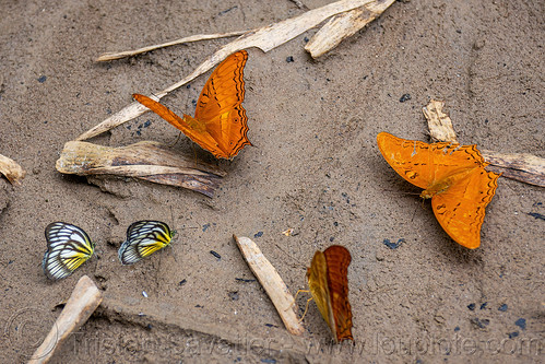 malay cruiser butterflies - vindula dejone, air terjun bantimurung, bantimurung waterfall, butterfly, malay cruiser, vindula dejone