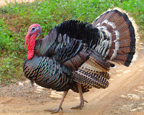 male turkey bird - gobbler, bird, bronze turkey, courtship, domestic turkey, galliformes, gobbler, meleagris gallopavo, poultry, turkey birds