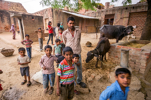 man and boys (and water buffaloes) in indian village, boys, children, cows, crowd, khoaja phool, kids, man, manger, village, water buffaloes, खोअजा फूल