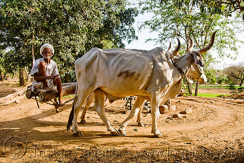 man and kankrej oxes operating a water well bucket pump (india), bucket pump, chain pump, cow, kankrej cows, old man, oxes, peasant, sitting, water pump, water well, well pump, working animals