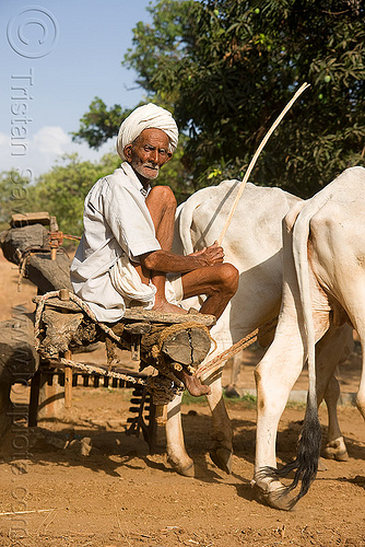 man and oxes operating a water well - near udaipur (india), chain pump, cows, indian man, old man, oxes, water pump, water well, well pump, working animals