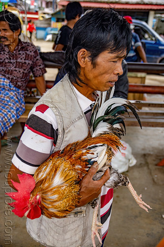 man carrying his gamecock rooster, bird, bolu market, cock-fighting, cockbird, fighting rooster, pasar bolu, poultry, rantepao, tana toraja