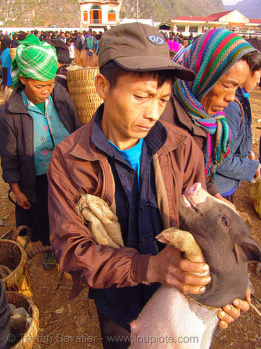 man checking piglet at the market - vietnam, crowd, ha giang province, hill tribes, hà giang province, indigenous, man, mèo vạc, pig, piglet, vietnam