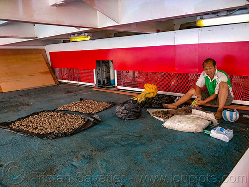 man cleaning areca nuts on ferry deck, areca nuts, bags, betel nuts, betelnut, ferry, ferryboat, man, ship, sitting, working